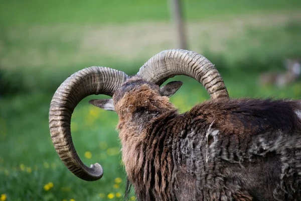 European Mouflon Ovis Aries Musimon Green Grass Beautiful Brown Furry — Stock Photo, Image