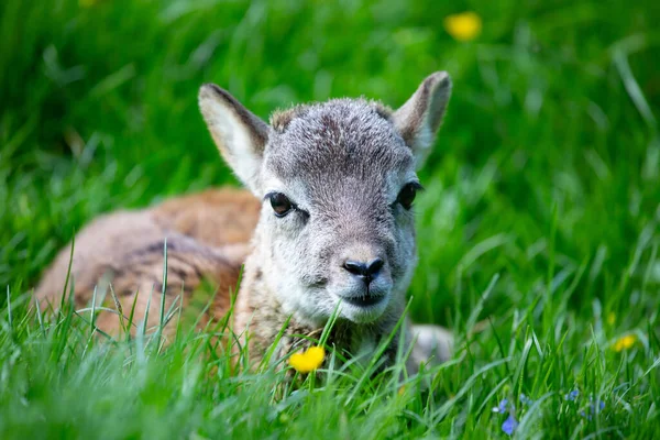 緑の芝生の中で横になってリラックスした小さなかわいい赤ちゃんのムフロン — ストック写真