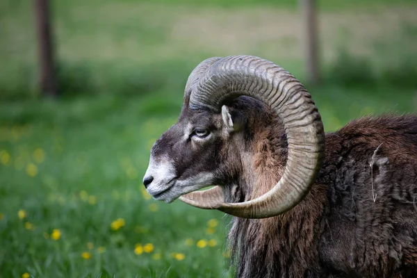 Evropský Muflon Ovis Aries Musimon Zelené Trávě Krásný Hnědý Chlupatý — Stock fotografie