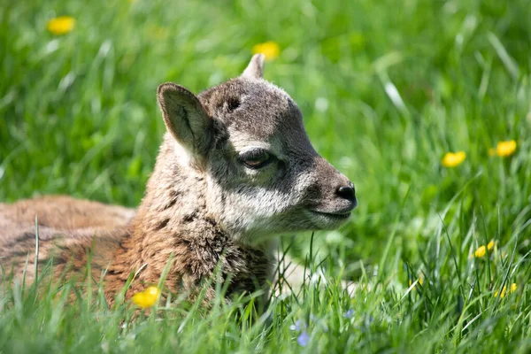 緑の芝生の中で横になってリラックスした小さなかわいい赤ちゃんのムフロン — ストック写真