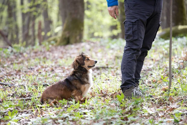 Man Playing His Dog Forest — Stock Photo, Image