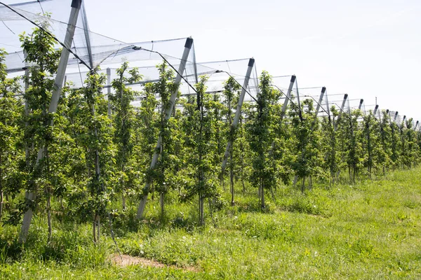 Moderne Appelboomgaard Met Beschermende Netten Tegen Hagel Het Voorjaar — Stockfoto