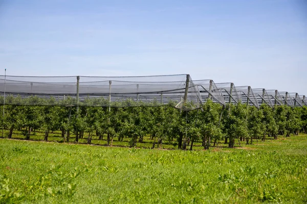 Moderne Appelboomgaard Met Beschermende Netten Tegen Hagel Het Voorjaar — Stockfoto
