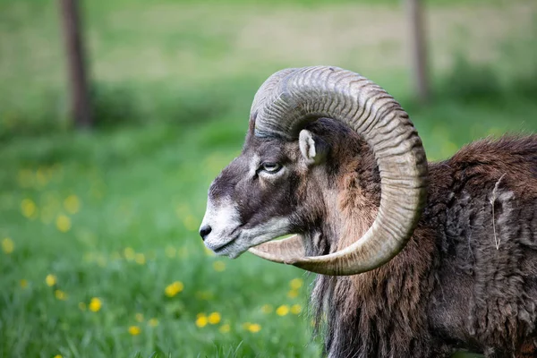 Yeşil Çimlerde Avrupa Muflonu Ovis Aries Musimon Çevresindeki Boynuzları Yumuşak — Stok fotoğraf