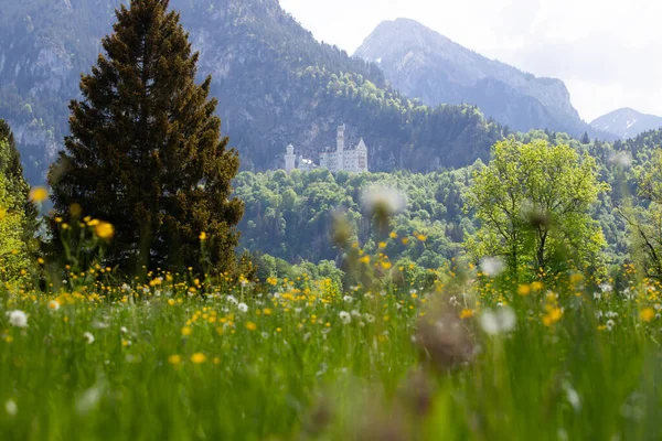 Wiosenna Łąka Alpach Bawarskich Zamkiem Neuschwanstein Tle Niemcy — Zdjęcie stockowe