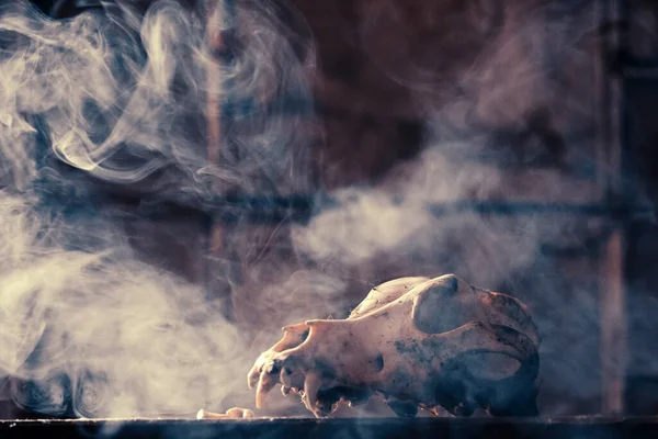 Lebka Psa Tajemném Mlhavém Světle Strašidelné Hororové Tapety Halloween — Stock fotografie