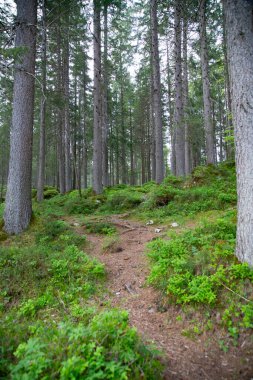 Baharda yeşil orman