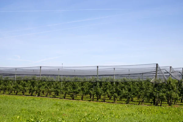 Moderne Appelboomgaard Met Beschermende Netten Tegen Hagel Het Voorjaar — Stockfoto