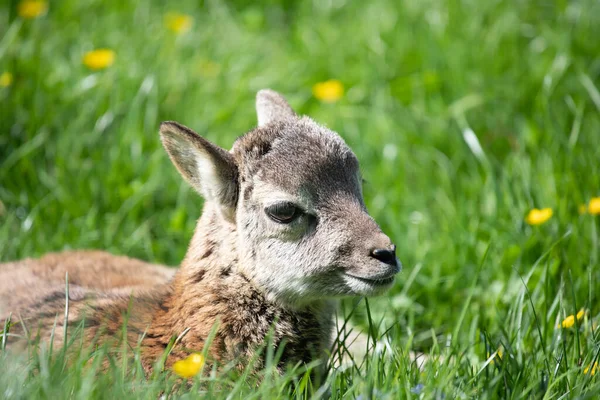 緑の芝生の中で横になってリラックスした小さなかわいい赤ちゃんのムフロン — ストック写真