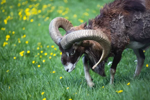 Evropský Muflon Ovis Aries Musimon Zelené Trávě Krásný Hnědý Chlupatý — Stock fotografie