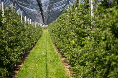 Baharda doluya karşı koruyucu ağları olan modern elma bahçesi