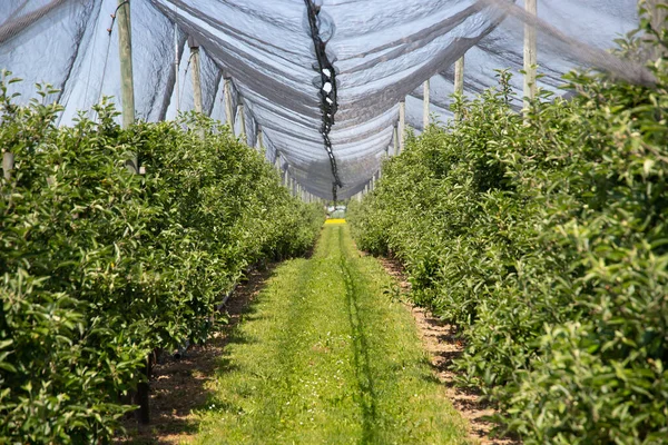 春には雹から保護網を持つ現代のリンゴ園 — ストック写真