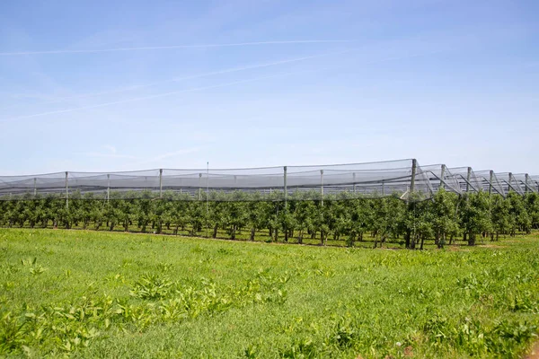 Modern Apple Orchard Protective Nets Hail Spring — Stock Photo, Image