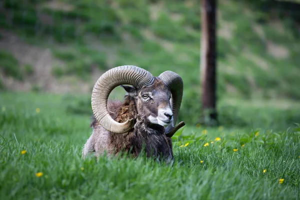 緑色の草の中にヨーロッパのムフロン Ovis Aries Musmon 柔らかい背景を持つその環境で角を持つ美しい茶色の毛皮のムフロン 自然からの野生動物のシーン — ストック写真