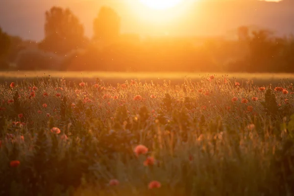 Campo Papoula Vívido Selvagem Luz Mágica Pôr Sol Conceito Dia — Fotografia de Stock