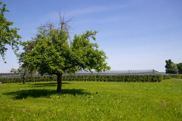 Boomgaard Tuin Van Appelbomen Het Voorjaar Met Blauwe Lucht — Stockfoto
