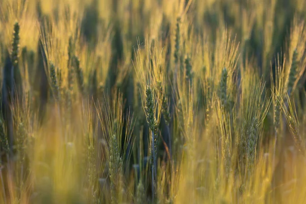 Campo Trigo Orejas Trigo Dorado Cerca Hermoso Paisaje Rural Puesta — Foto de Stock