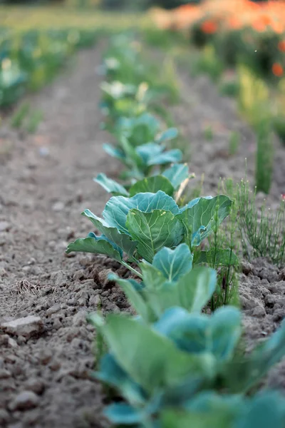 Rows Young Cabbage Plants Growing Farm View Vegetable Plantation Agribusiness — Stock Photo, Image