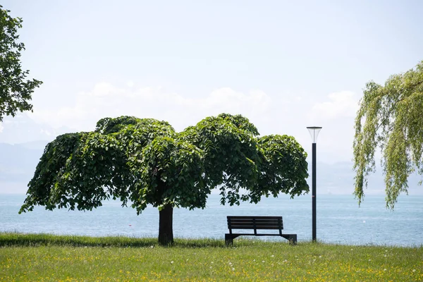 Constance Gölü Langenargen Almanya Üzerinde Güzel Manzaralı Bank Platanus Ağacı — Stok fotoğraf