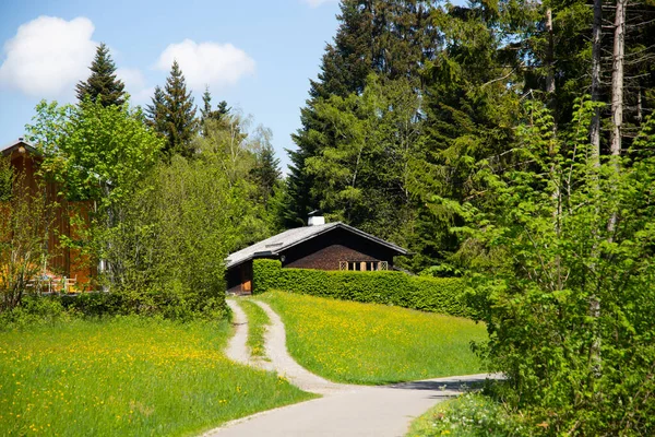 Wooden cottage in forest in early spring with green grass on back yard and forest in background