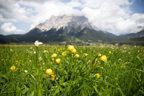 Widok Najwyższą Górę Zugspitze Pola Kwiatami Wiosną Pobliżu Grainau — Zdjęcie stockowe