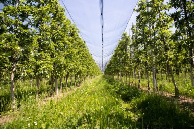 Baharda doluya karşı koruyucu ağları olan modern elma bahçesi