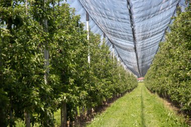 Baharda doluya karşı koruyucu ağları olan modern elma bahçesi