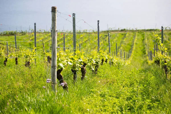Wijngaarden Het Voorjaar Buurt Van Bodensee Duitsland — Stockfoto
