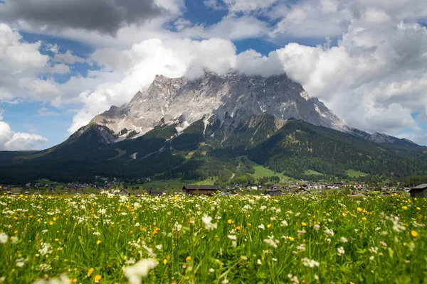 Widok Najwyższą Górę Zugspitze Pola Kwiatami Wiosną Pobliżu Grainau — Zdjęcie stockowe