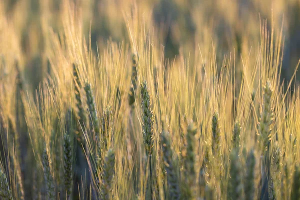 Weizenfeld Ohren Aus Goldenem Weizen Aus Nächster Nähe Schöne Ländliche — Stockfoto