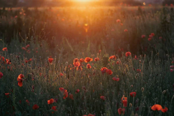 Wildes Lebendiges Mohnfeld Magischen Licht Des Sonnenuntergangs Konzept Zum Gedenktag — Stockfoto