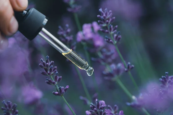 Dropper Lavender Essential Oil Blooming Field Space Text — Fotografia de Stock