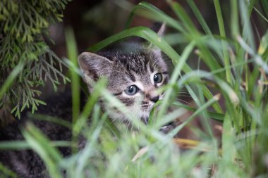 Bahçede şarkı söyleyen şirin bir kedi yavrusu portresi