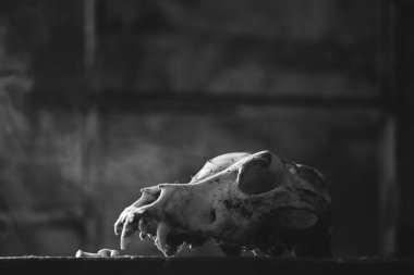  Gizemli, sisli ışıkta kalmış bir köpeğin kafatası. Cadılar Bayramı için korkunç duvar kâğıdı..