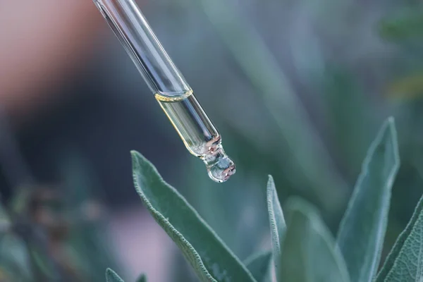 Sage essential oil dripping from pipette. Aromatherapy, spa, massage concept.