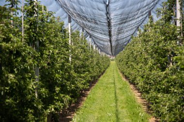 Baharda doluya karşı koruyucu ağları olan modern elma bahçesi