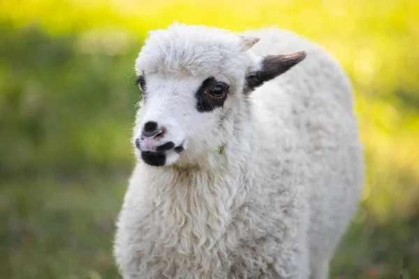 Cute Little Lamb Grazing Green Spring Meadow — Zdjęcie stockowe