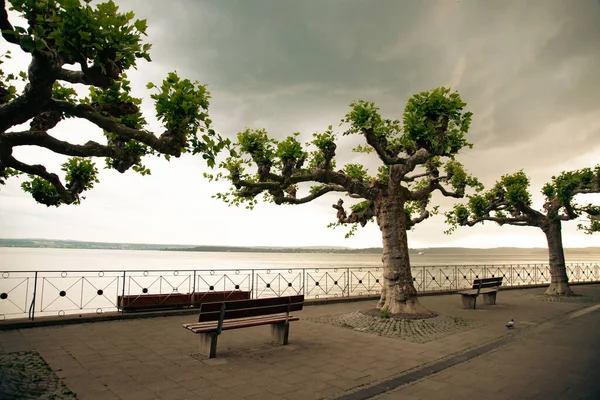 Sitzbank Und Platanenbaum Mit Schönem Blick Über Den Bodensee Meersburg — Stockfoto