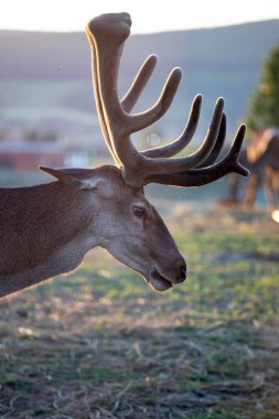 Sihirli günbatımı ışığında erkek geyiğin portresi