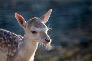 Beyaz kuyruklu geyik (Odocoileus virginianus) yavru geyik portresi