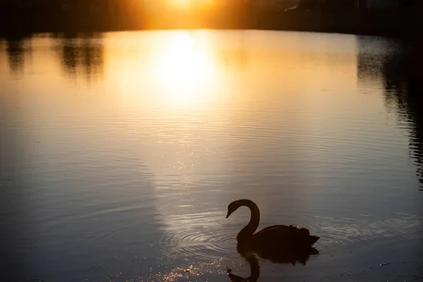 Κύκνος Στη Λίμνη Κατά Διάρκεια Μαγικό Ηλιοβασίλεμα Του Καλοκαιριού — Φωτογραφία Αρχείου