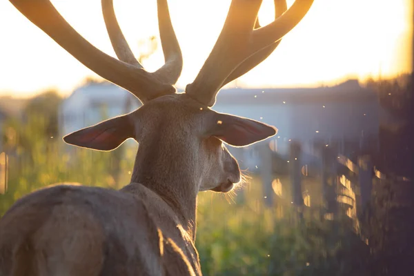 Portarit Male Deer Magic Sunset Light — Stockfoto