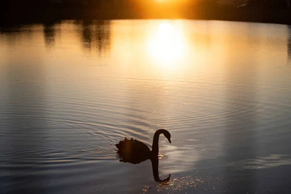 Swan Lake Magic Summer Sunset — 图库照片
