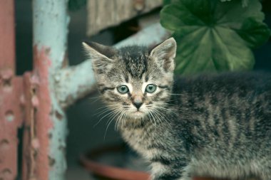 Bahçede şarkı söyleyen şirin bir kedi yavrusu portresi