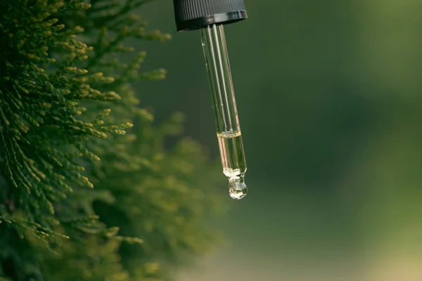 Pine essential oil dripping from pipette. Aromatherapy, spa, massage concept.