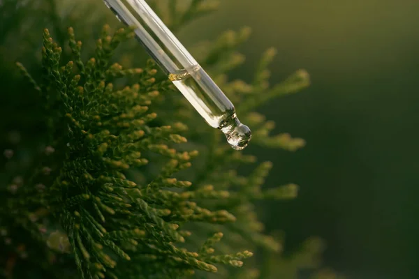 Pine essential oil dripping from pipette. Aromatherapy, spa, massage concept.