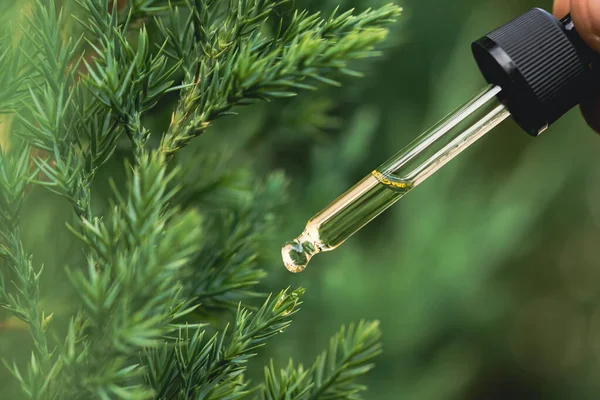 Pine Essential Oil Dripping Pipette Aromatherapy Spa Massage Concept — Fotografia de Stock