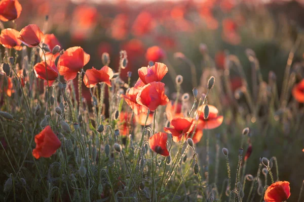 Vivid Poppy Field Armistice Remembrance Day Concept — Stock Photo, Image