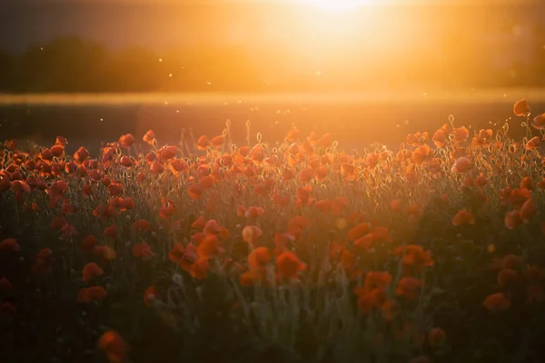 鮮やかなポピー畑 休戦または記念日の概念 — ストック写真