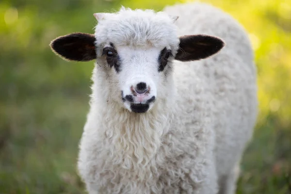 可爱的小羊羔在绿色的春天草地上吃草 — 图库照片